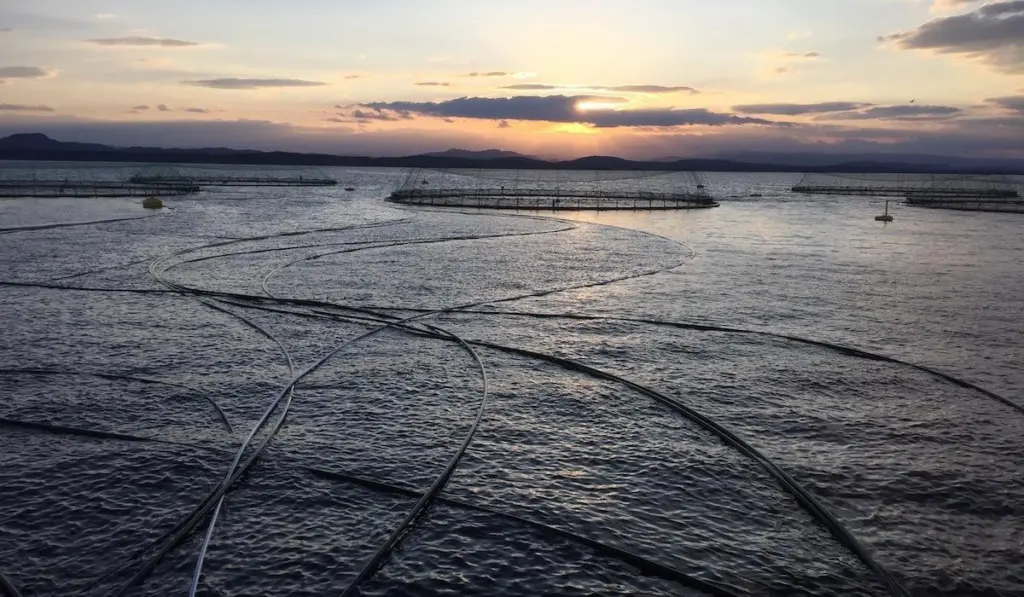 “We looked to Norway, where the health status of the country’s farmed salmon is publicly available in real time,” explained Manolin’s Tony Chen