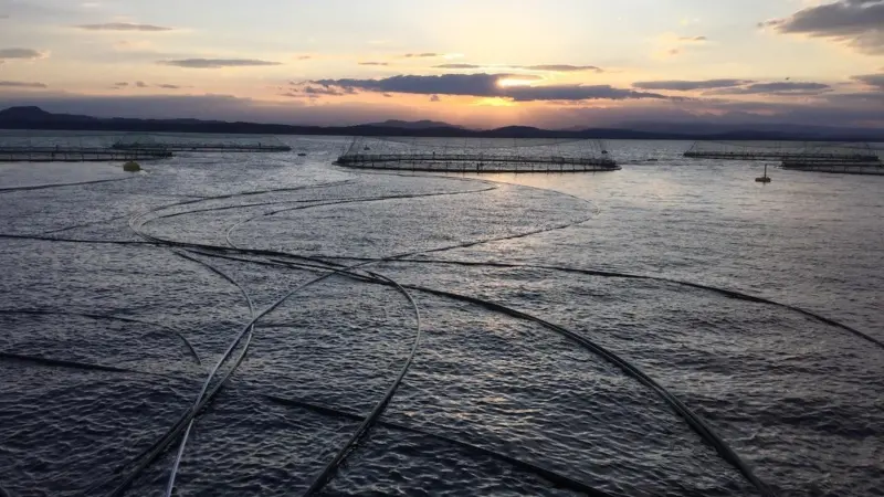 “We looked to Norway, where the health status of the country’s farmed salmon is publicly available in real time,” explained Manolin’s Tony Chen