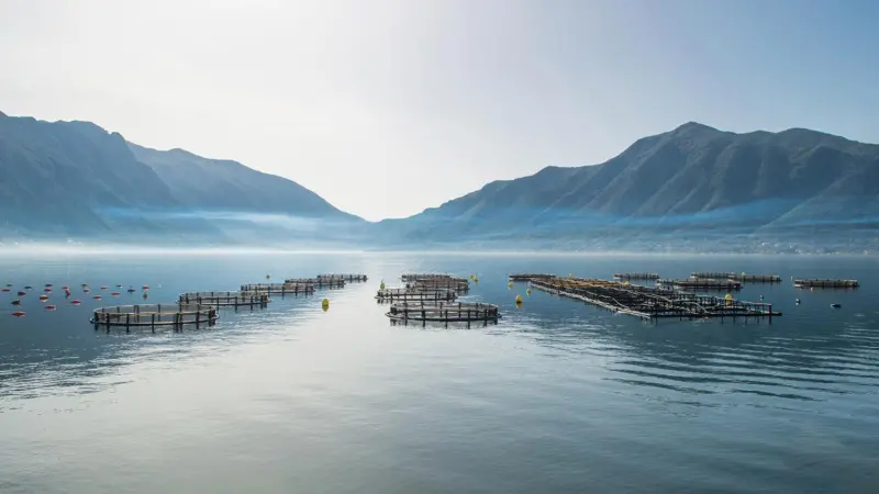 Symrise.Aquaculture_distribution