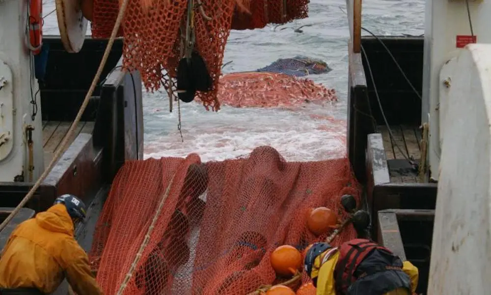 NOAA has two new survey team leads monitoring bottom-dwelling fish and crabs