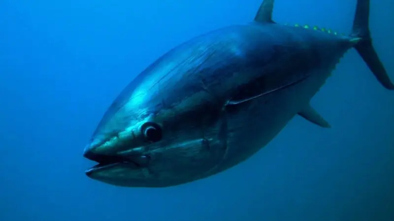 BluefinTuna