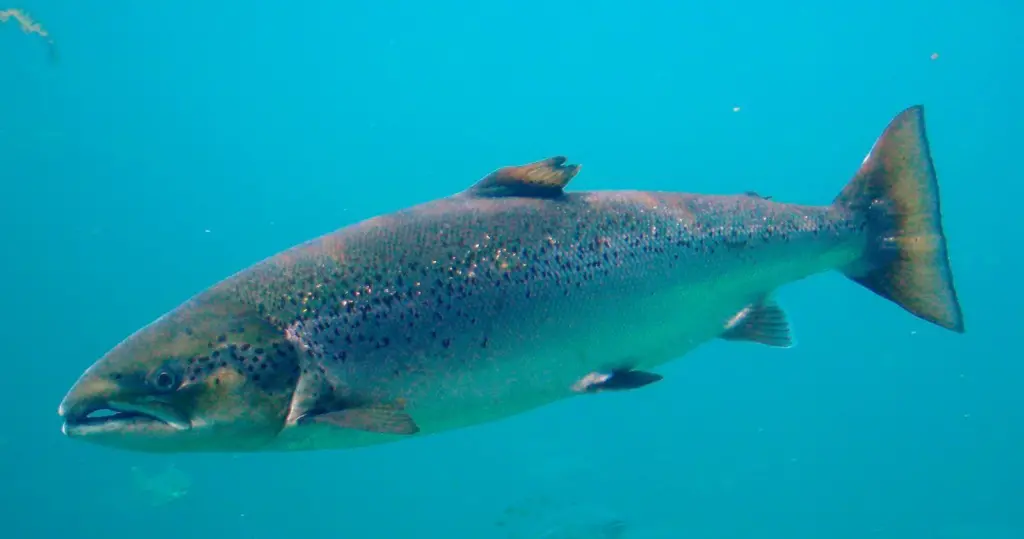 Salmo_salar-Atlantic_Salmon-Atlanterhavsparken_Norway_(cropped)