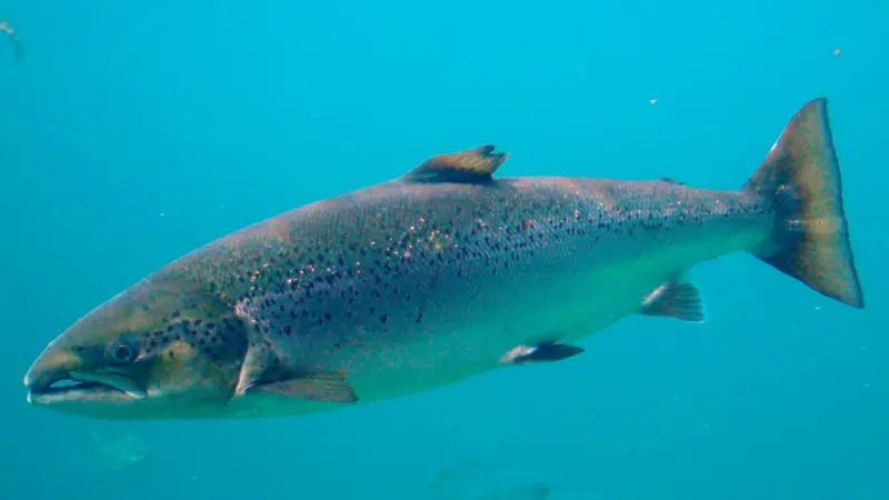 Salmo_salar-Atlantic_Salmon-Atlanterhavsparken_Norway_(cropped)