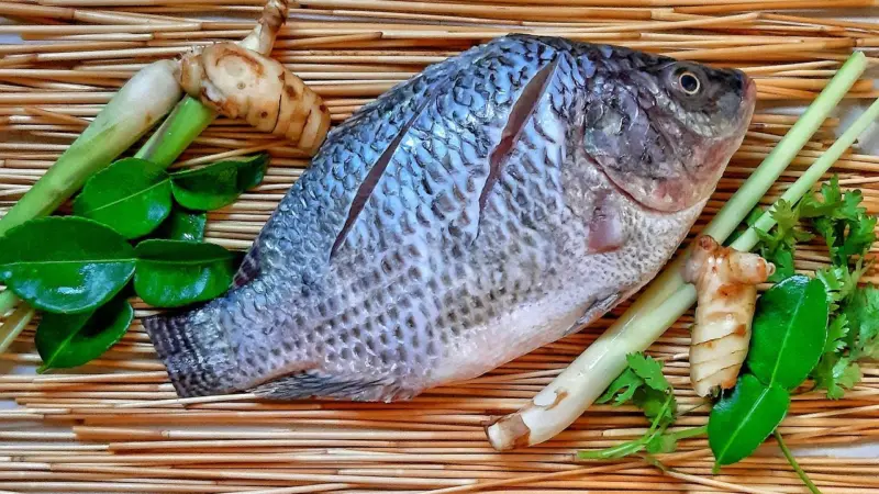 tilapia-5108235_1280