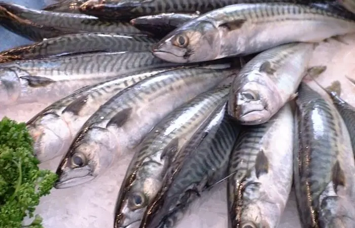 NAPA said that some coastal states are setting their own quotas for pelagic catches, including for Northeast Atlantic mackerel
