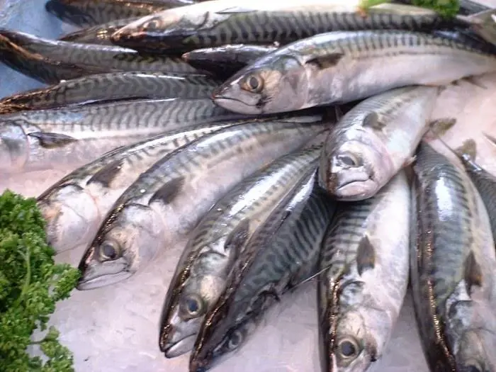 NAPA said that some coastal states are setting their own quotas for pelagic catches, including for Northeast Atlantic mackerel
