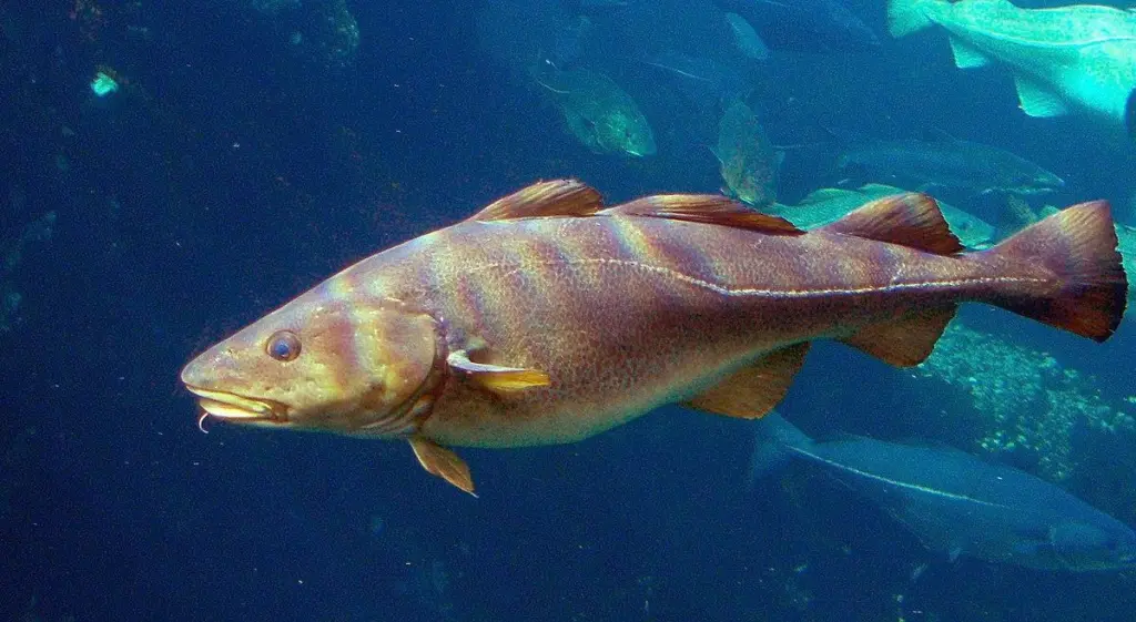 1200px-Gadus_morhua_Cod-2b-Atlanterhavsparken-Norway
