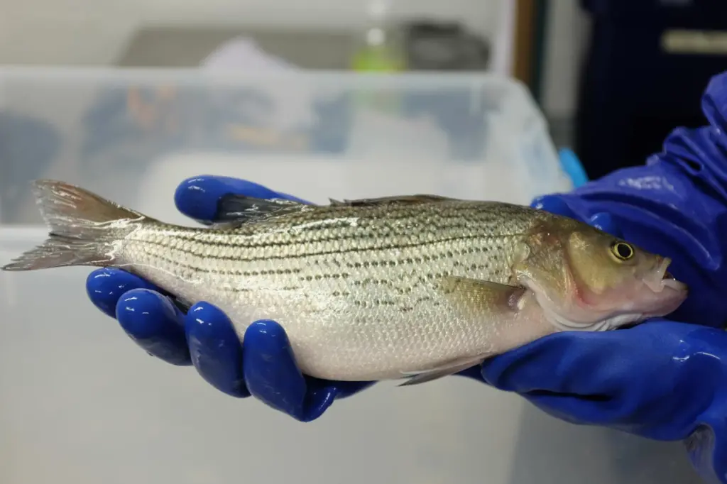Upward Farms - Hybrid Striped Bass