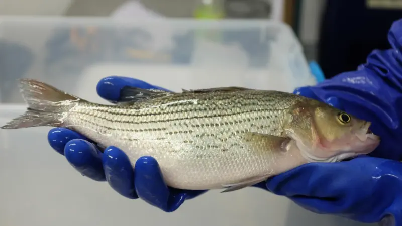 Upward Farms - Hybrid Striped Bass