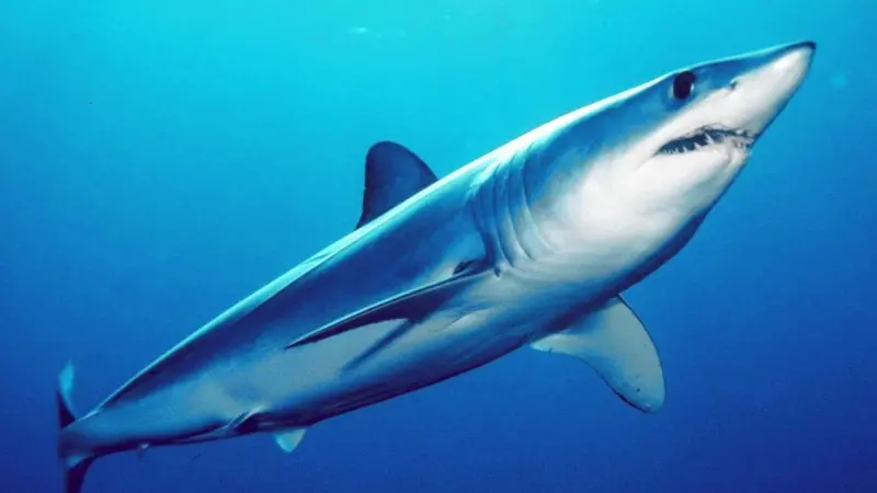 Isurus_oxyrinchus_by_mark_conlin2