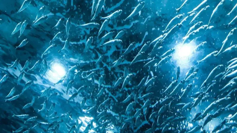 AquaBounty