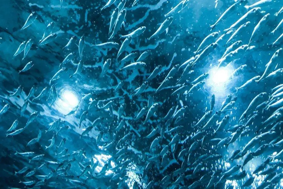AquaBounty