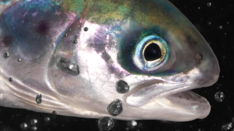 BioFish Smolt