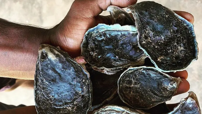 Blackclip Rock Oysters