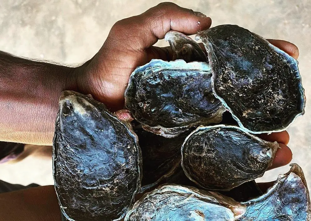 Blackclip Rock Oysters