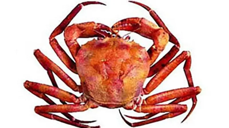 Red crab