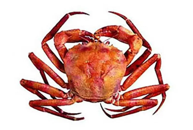 Red crab