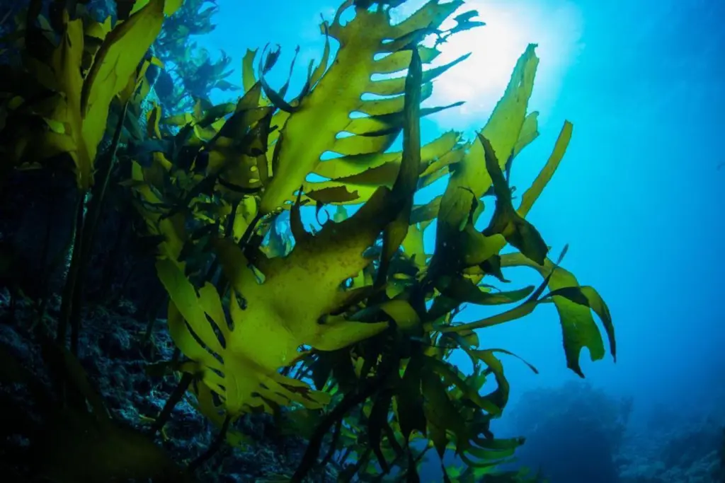 Seaweed Farming