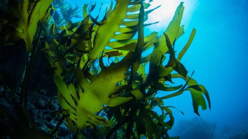 Seaweed Farming