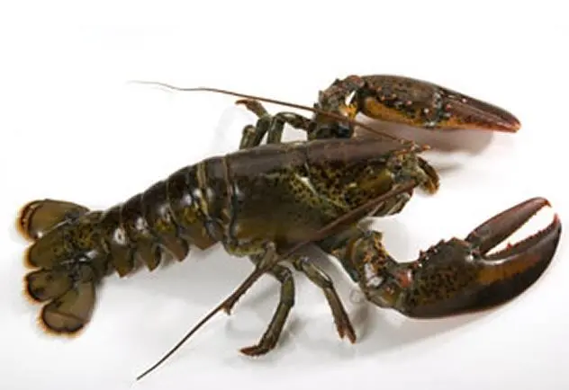 Maine lobster