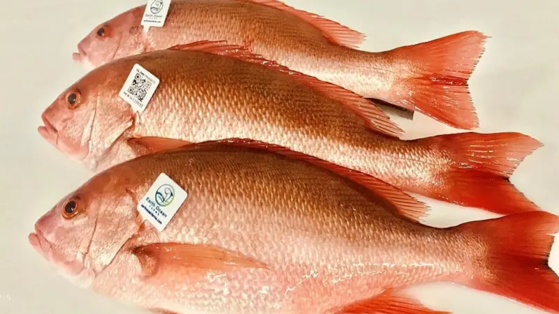 RedSnapper
