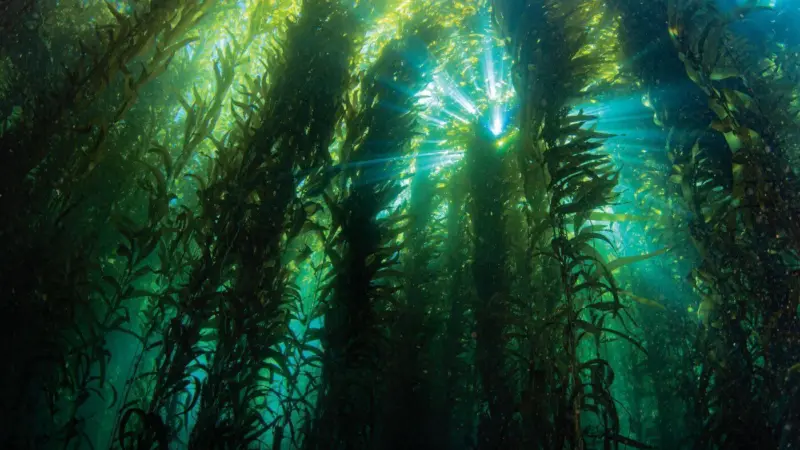 biomar-scales-up-the-inclusion-of-microalgae-into-their-raw-material-portfolio-2022
