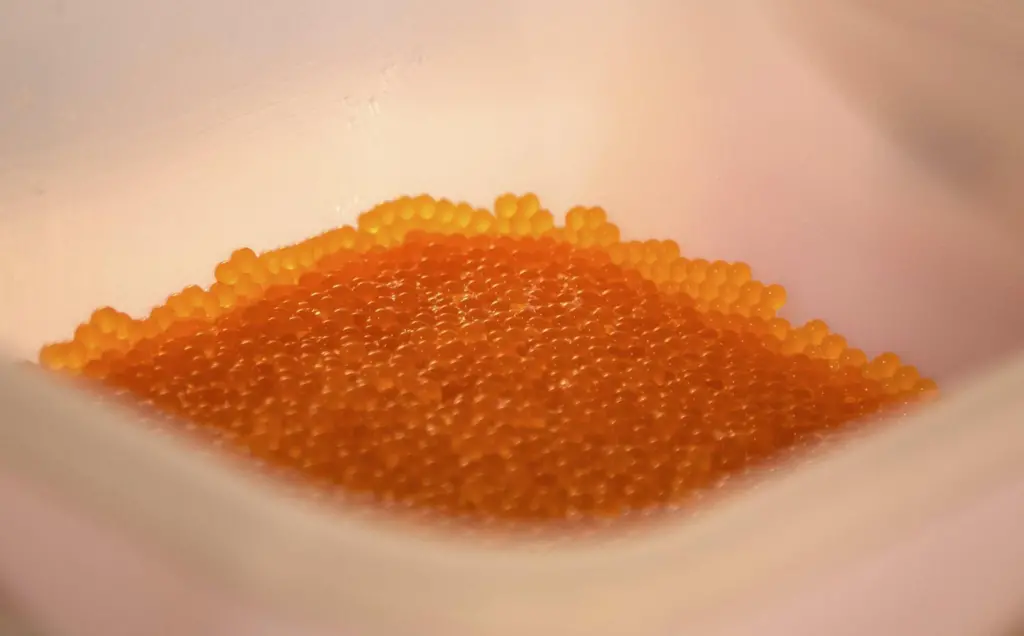 SAIC_AquaGen_eggs