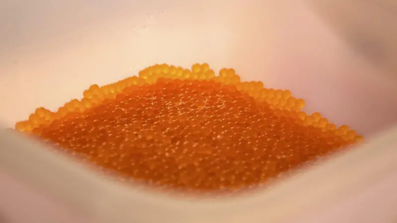 SAIC_AquaGen_eggs