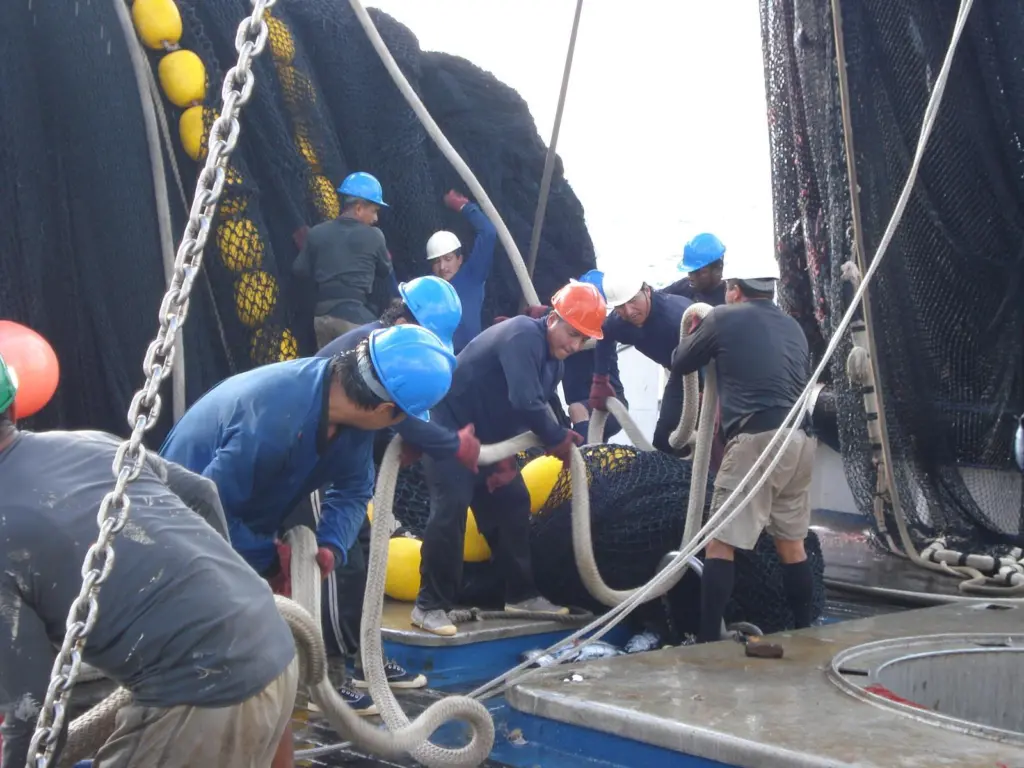 Opagac tuna purse seine vessel activity