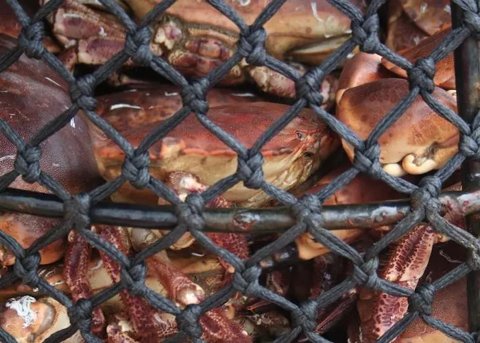 Brown crabs