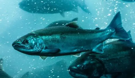 Canadian Salmon