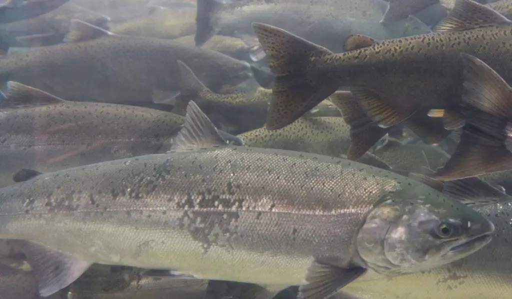 Wild Scottish salmon