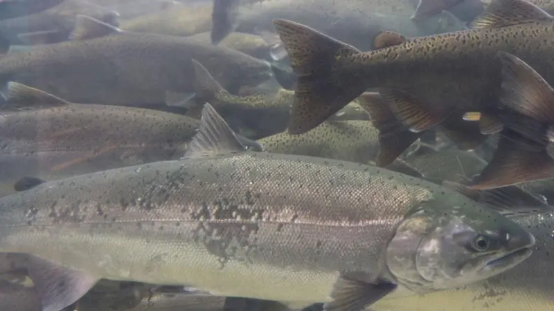 Wild Scottish salmon