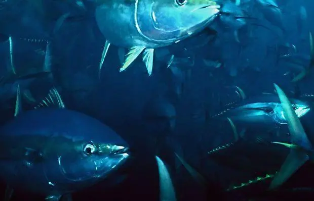 issf_tuna
