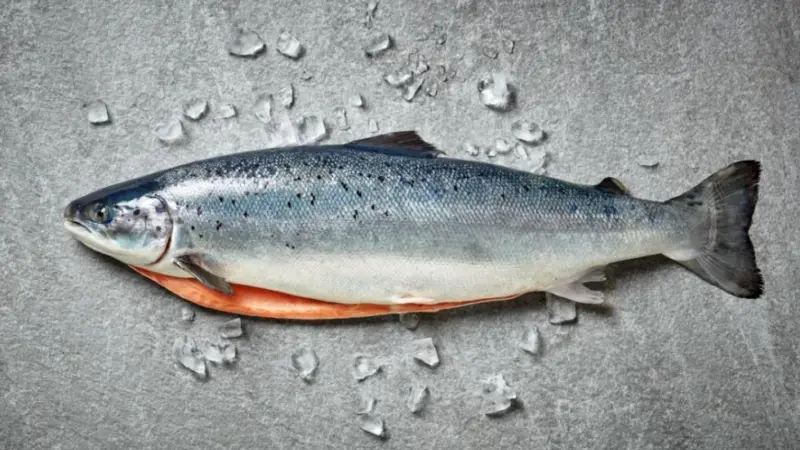 Ice Fish Farm