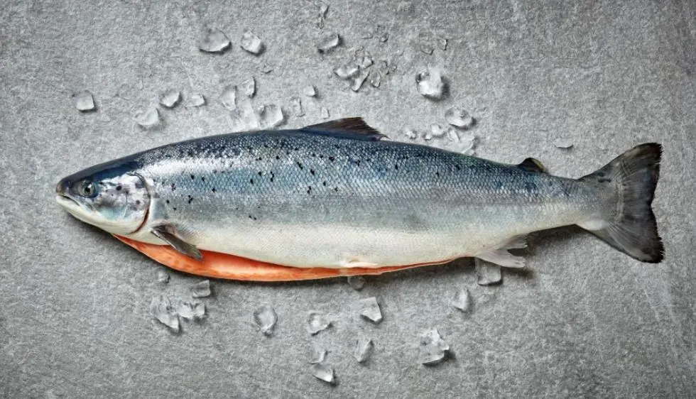 Ice Fish Farm
