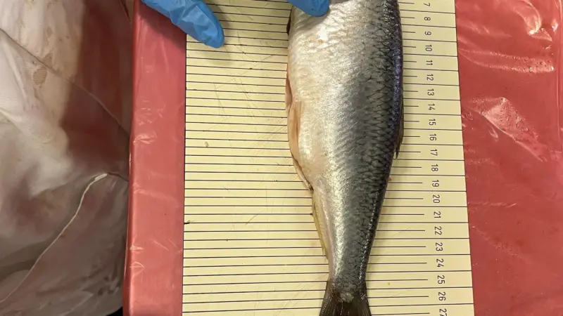 lab_sampling