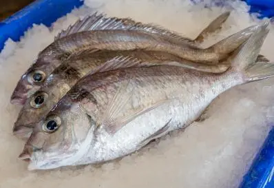 jackass_morwong