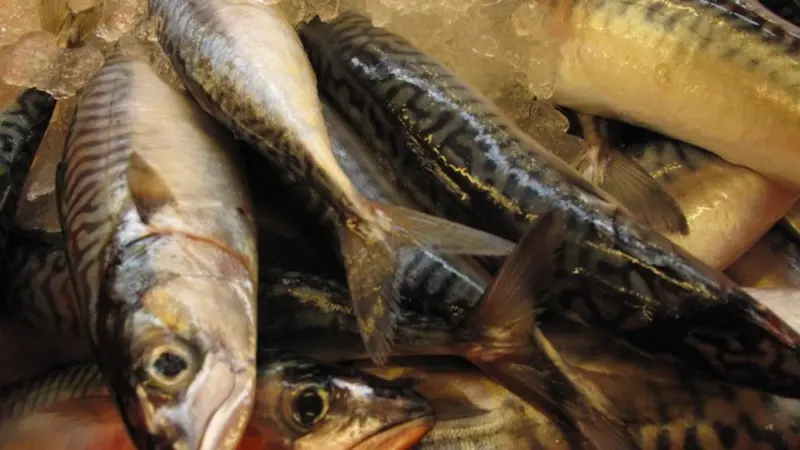 NEA mackerel