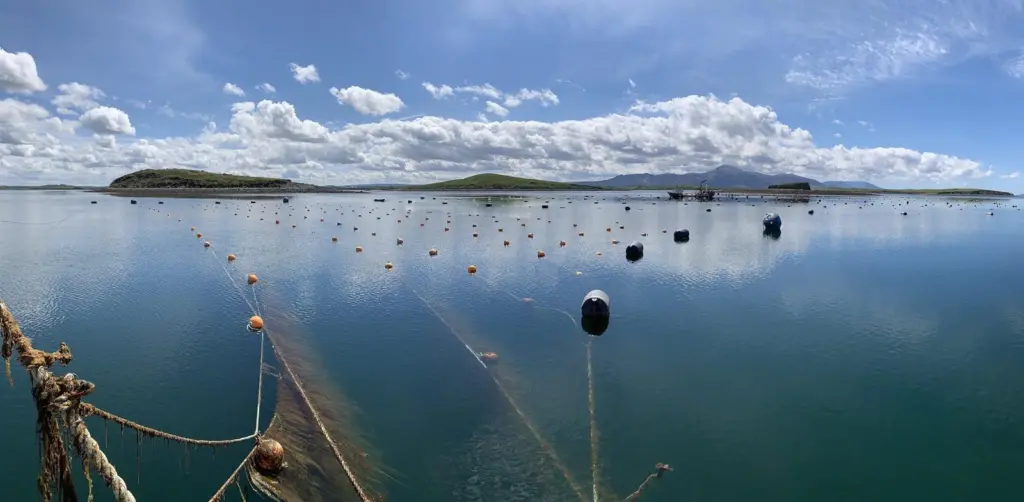 6241dd90ce0f0c3e8836e5f1_#1-Seaweed Farm Clew Bay (Ireland)