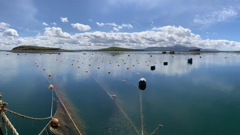 6241dd90ce0f0c3e8836e5f1_#1-Seaweed Farm Clew Bay (Ireland)