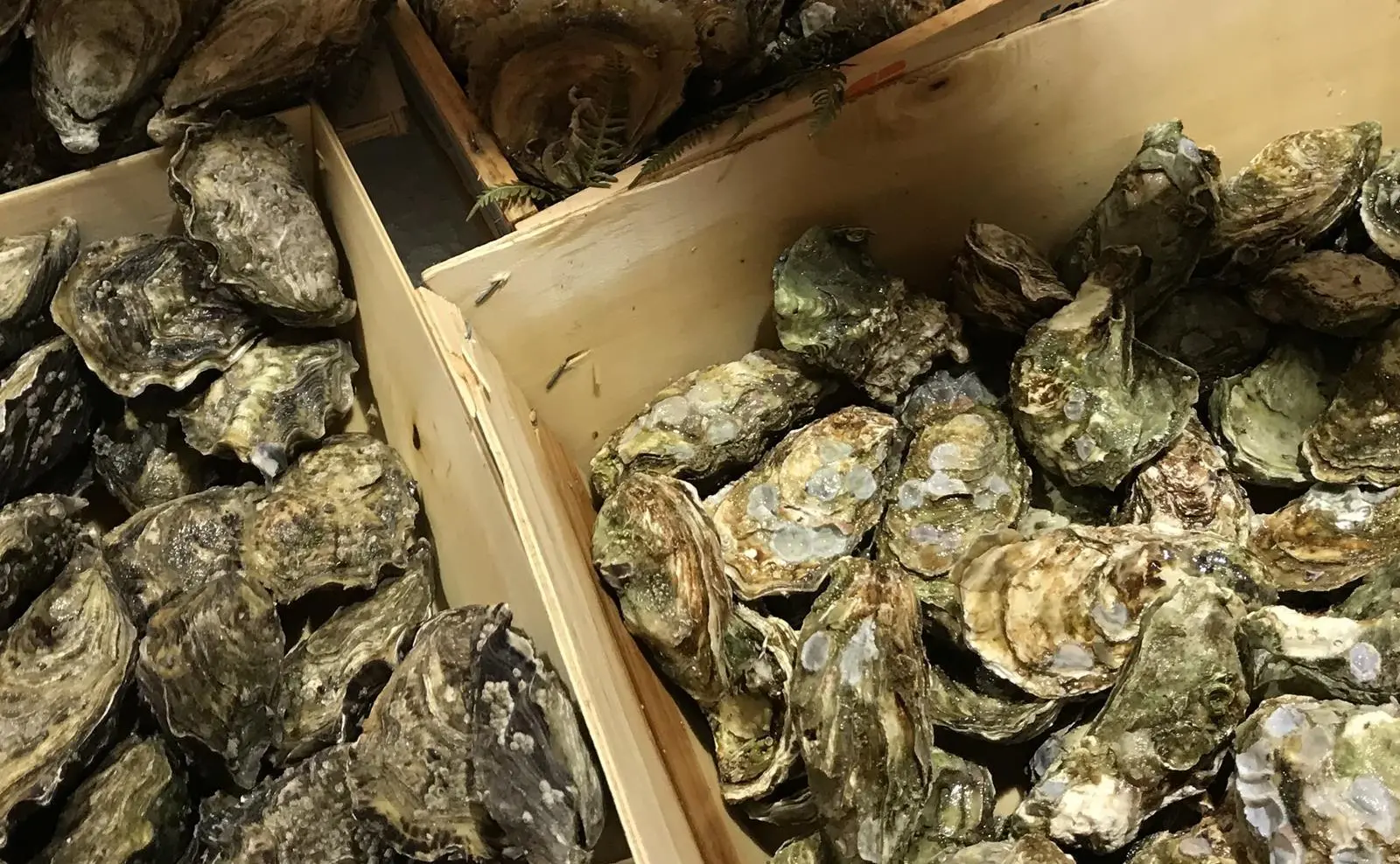UK Oyster Exports