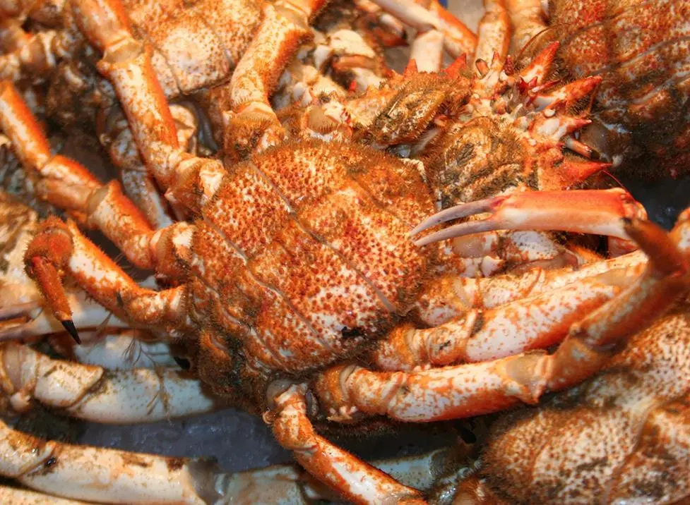Russian king crab
