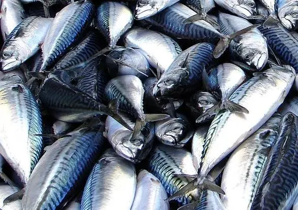 Scottish mackerel