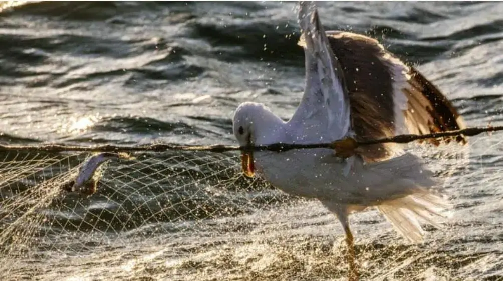 Birdlife International says bycatch from fishing is killing Europe’s seabirds in huge and unsustainable numbers