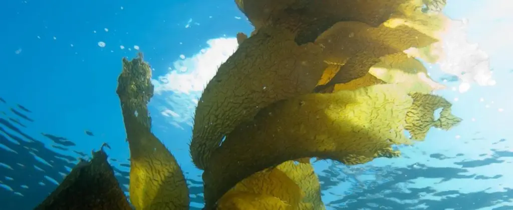 Seaweed-underwater
