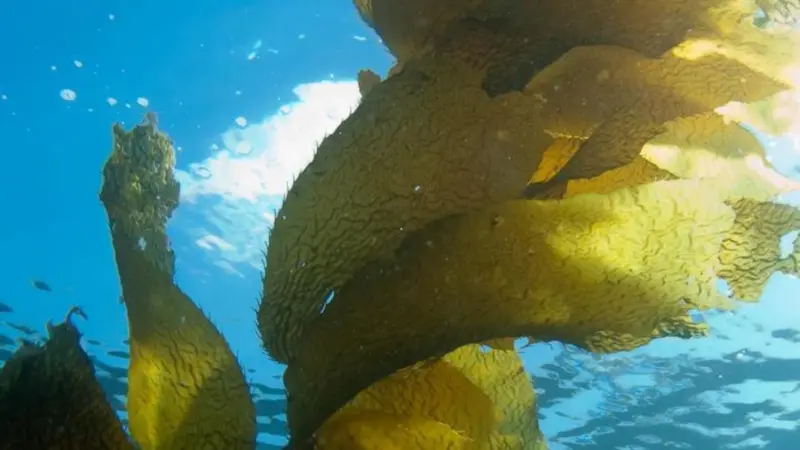 Seaweed-underwater
