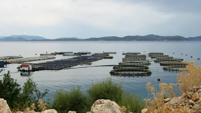 European fish farming