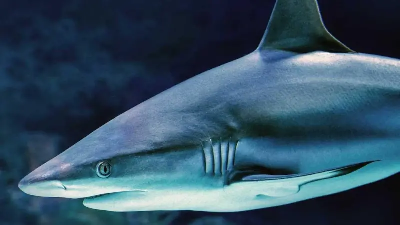 Shark