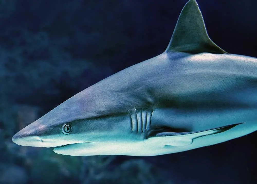 Shark